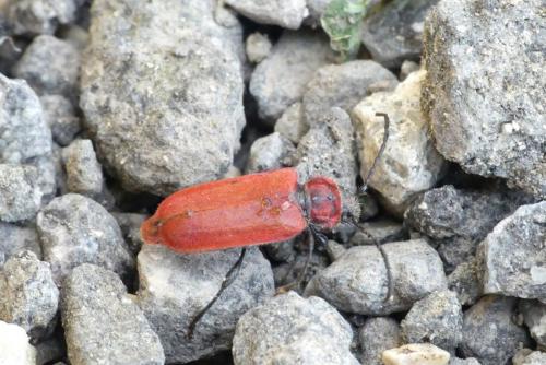 Pyrrhidium sanguineum